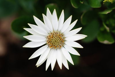 Close-up of white daisy flower