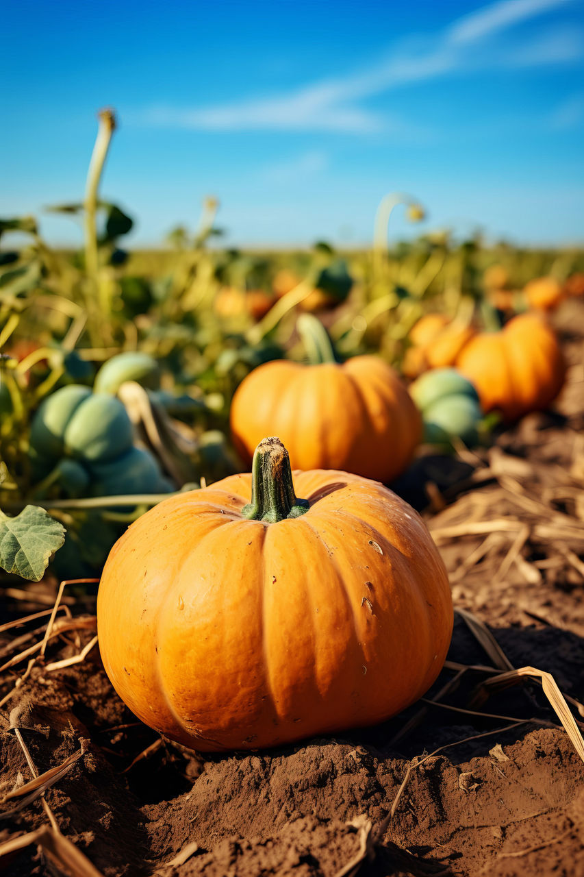 pumpkin, food, food and drink, halloween, vegetable, autumn, celebration, agriculture, nature, field, plant, crop, no people, healthy eating, harvesting, farm, holiday, land, freshness, orange color, sky, landscape, rural scene, focus on foreground, day, outdoors, organic, produce, gourd, vegetable garden, sunlight, squash - vegetable, leaf, plant part, plant stem, wellbeing, corn, close-up, copy space
