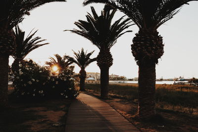 Palm trees against clear sky