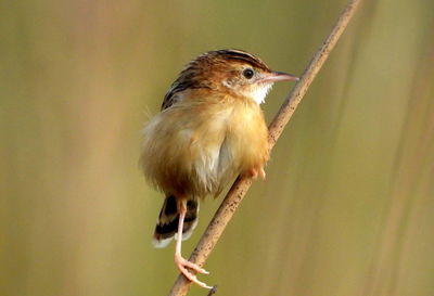 Plain prinia