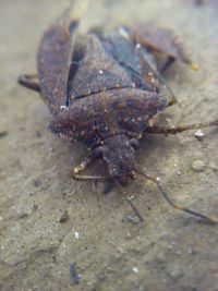 Close-up of insect on sand