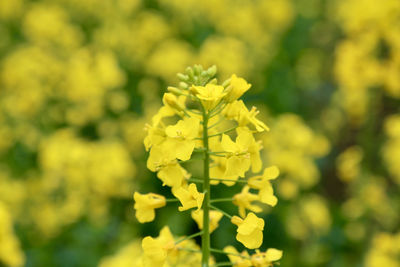 rapeseed