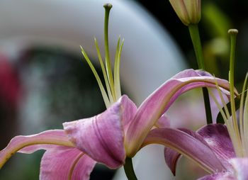 Close-up of pink lily blooming outdoors