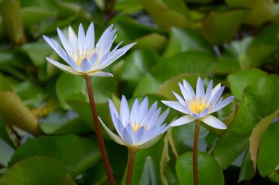 Close-up of water lily