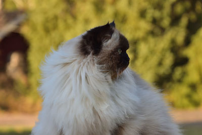 Close-up of a cat  looking away