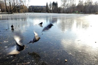 View of birds in lake during winter