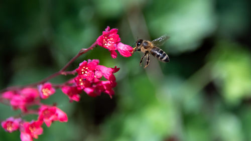 Close-up of insect on pink flower