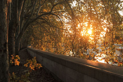 Trees in park during autumn