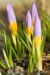 Close-up of purple crocus blooming outdoors