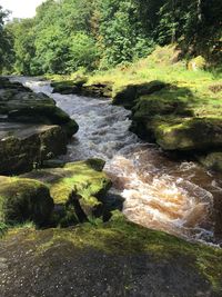 Scenic view of waterfall in forest