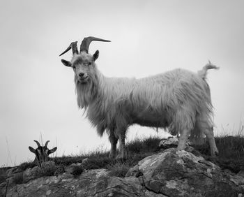 Close up of goat