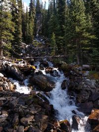 River stream amidst trees in forest