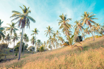 Palm trees on field against sky