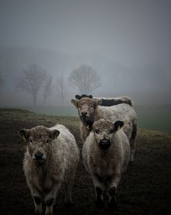 Sheep standing against sky