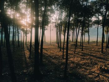 Sun is shining between trees in forest