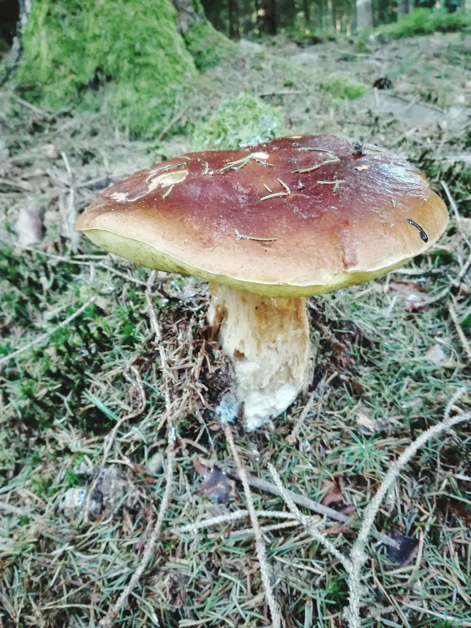 CLOSE-UP OF MUSHROOM ON LEAF IN FOREST