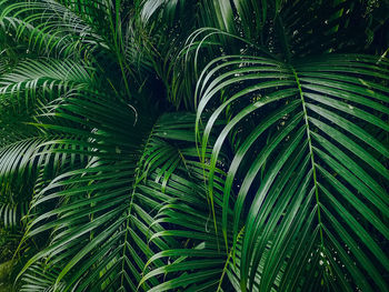 Full frame shot of palm leaves