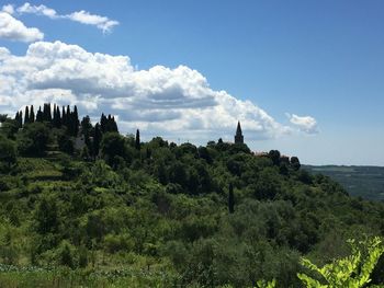 Trees on hill against cloudy sky during sunny day