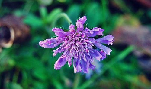 Close-up of pink flower blooming