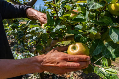 Midsection of man holding apple