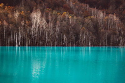 Scenic view of lake by trees