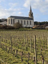 View of vineyard against sky