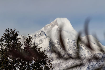 Low angle view of snow covered trees against sky