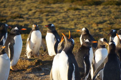 Gentoo penguins at bertha's beach in the falkland islands 