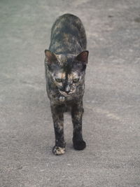 Portrait of cat on street