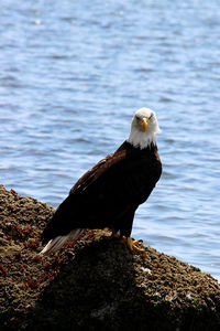 Eagle perching on rock