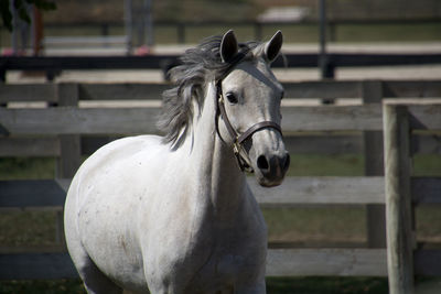 Close-up portrait of horse