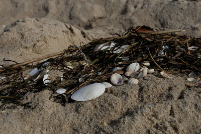 High angle view of seashells on beach