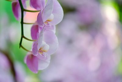 Close-up of pink flowering plant