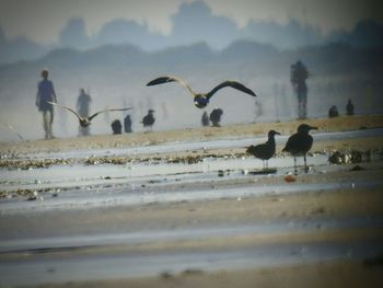 Silhouette birds flying over sea against sky