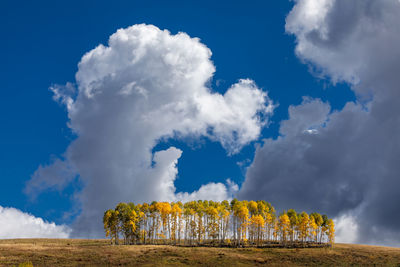 Autumn aspen trees with dramatic cumulus clouds and blue sky in telluride, colorado