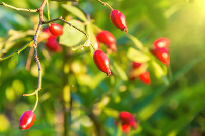 Close-up of red berries on plant