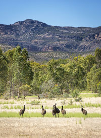 View of sheep on landscape