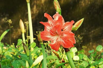 Close-up of red flowers