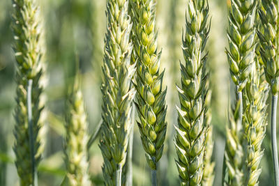 Close-up of stalks in field