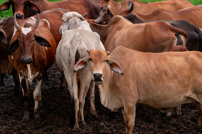 Cows standing on field