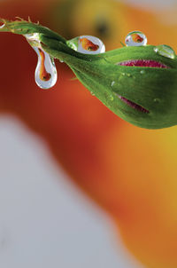 Close-up of water drop on plant