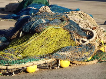 Close-up of snake on beach