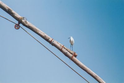 Low angle view of birds perching on wall