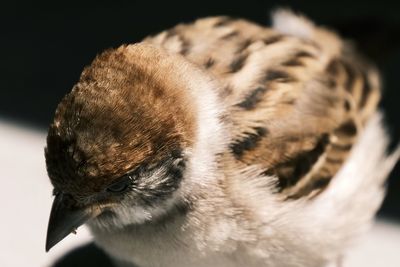 Close-up of a bird looking away