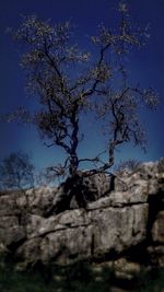 Low angle view of bare trees against blue sky