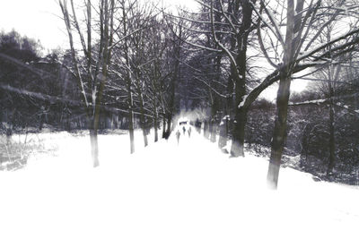 Snow covered trees