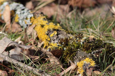 Close-up of flowers on field