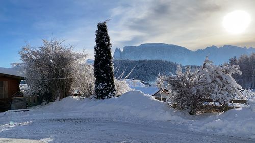 Snow covered trees and buildings against sky