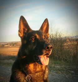 Portrait of black dog