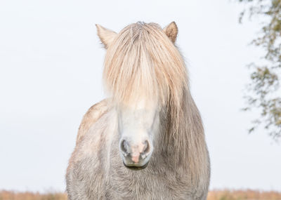 Close-up of horse standing on field